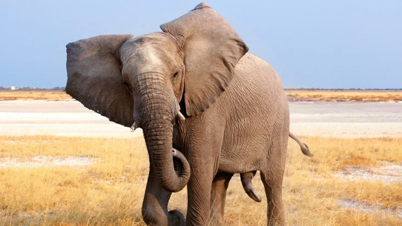 نيويورك..محكمة تنظر في أول دعوى قضائية من فيل ضد حديقة الحيوان