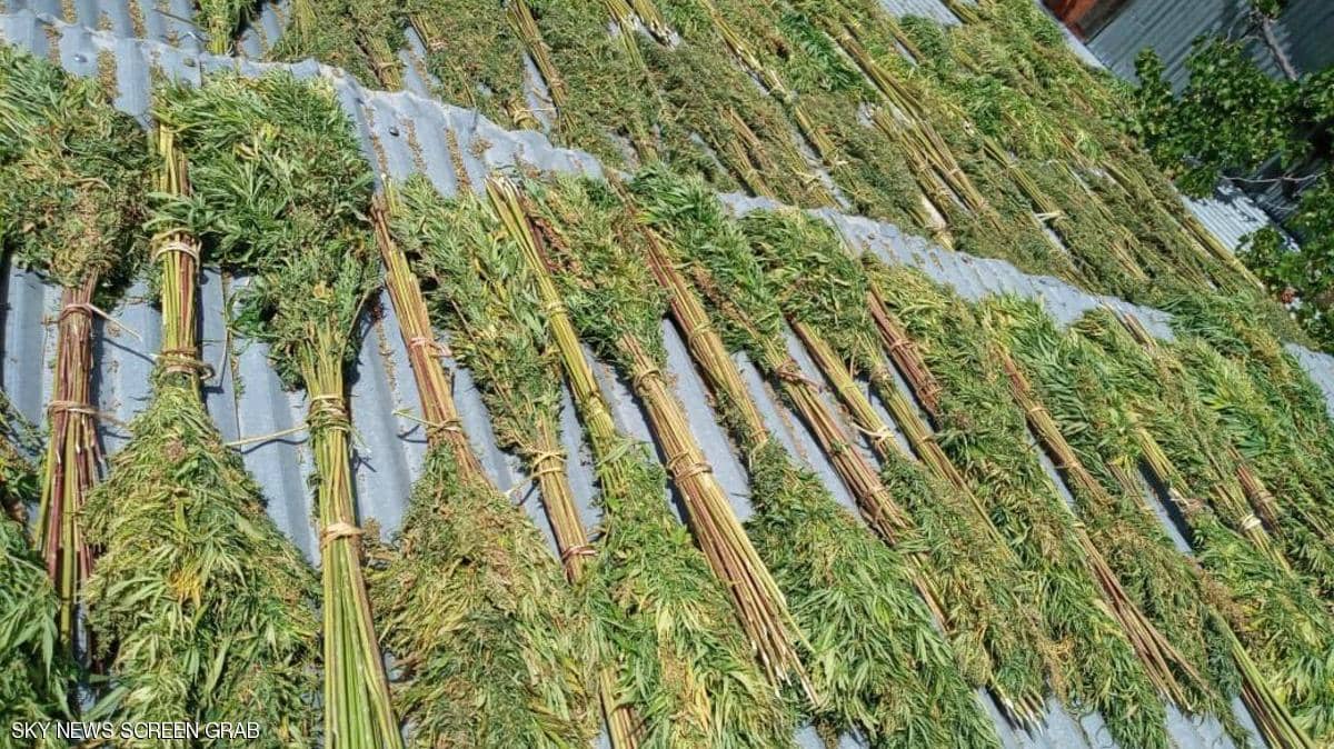 المغرب.. مجلس المستشارين يقر مشروع قانون تقنين القنب الهندي