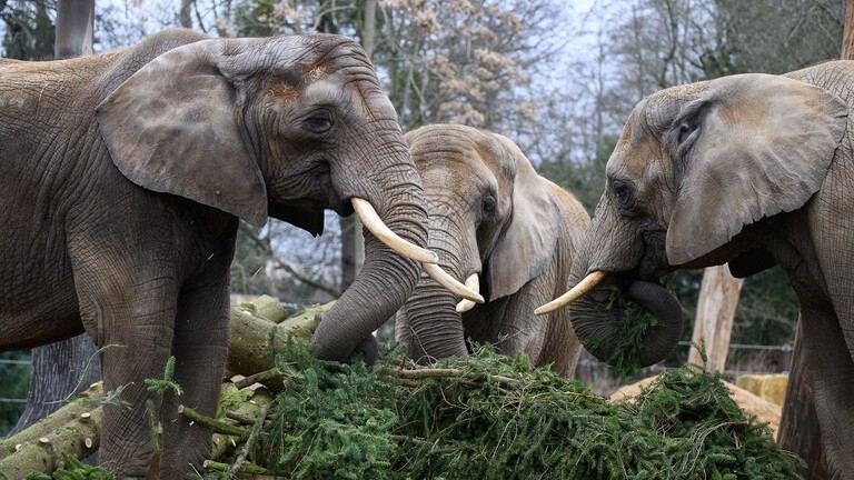 فيل يقتل سائحا سعوديا في حديقة بأوغندا