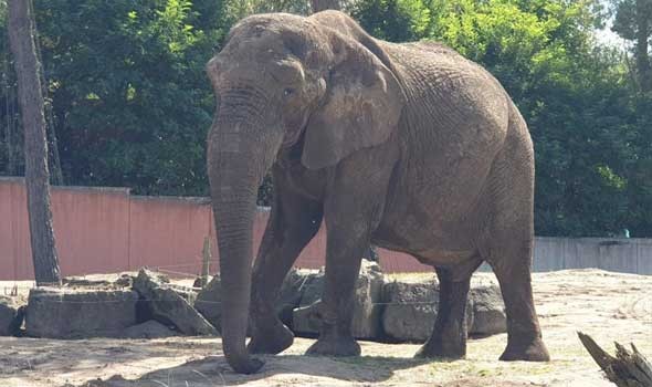 حكم قضائي أمريكي يمنع نقل أنثى فيل من حديقة حيوان تقيم فيها منذ عام 1977