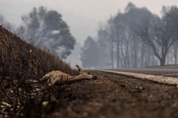 حريق الغابات في كاليفورنيا الأمريكية يقتل 4 أشخاص حتى الآن