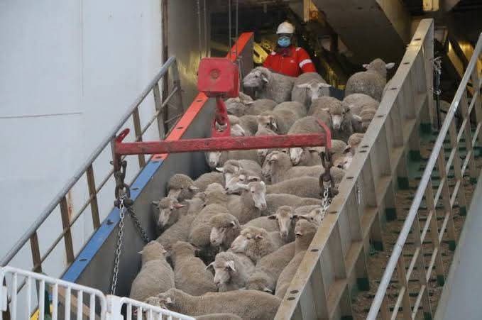 فضيحة كارثية: الجزائر استوردت خرافا رومانية لعيد الأضحى مصابة بطاعون المجترات رغم حظر تصديرها من الاتحاد الأوروبي