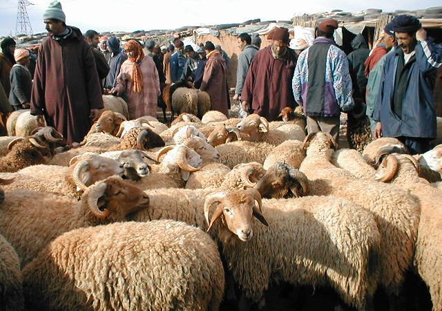 متى تتحرك السلطات المختصة لحماية قطبع الاغنام من الأمراض  المنتشرة بمنطقة عين بني مطهر  ؟؟