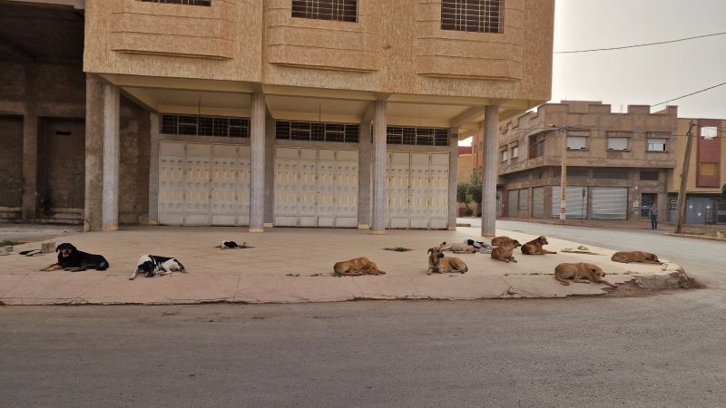 قطعان الكلاب الضالة تتضاعف وتحتل فضاءات مدينة وجدة  تزرع الرعب وسطها وتهاجم أطفالها وتقطع الطرق على ساكنتها