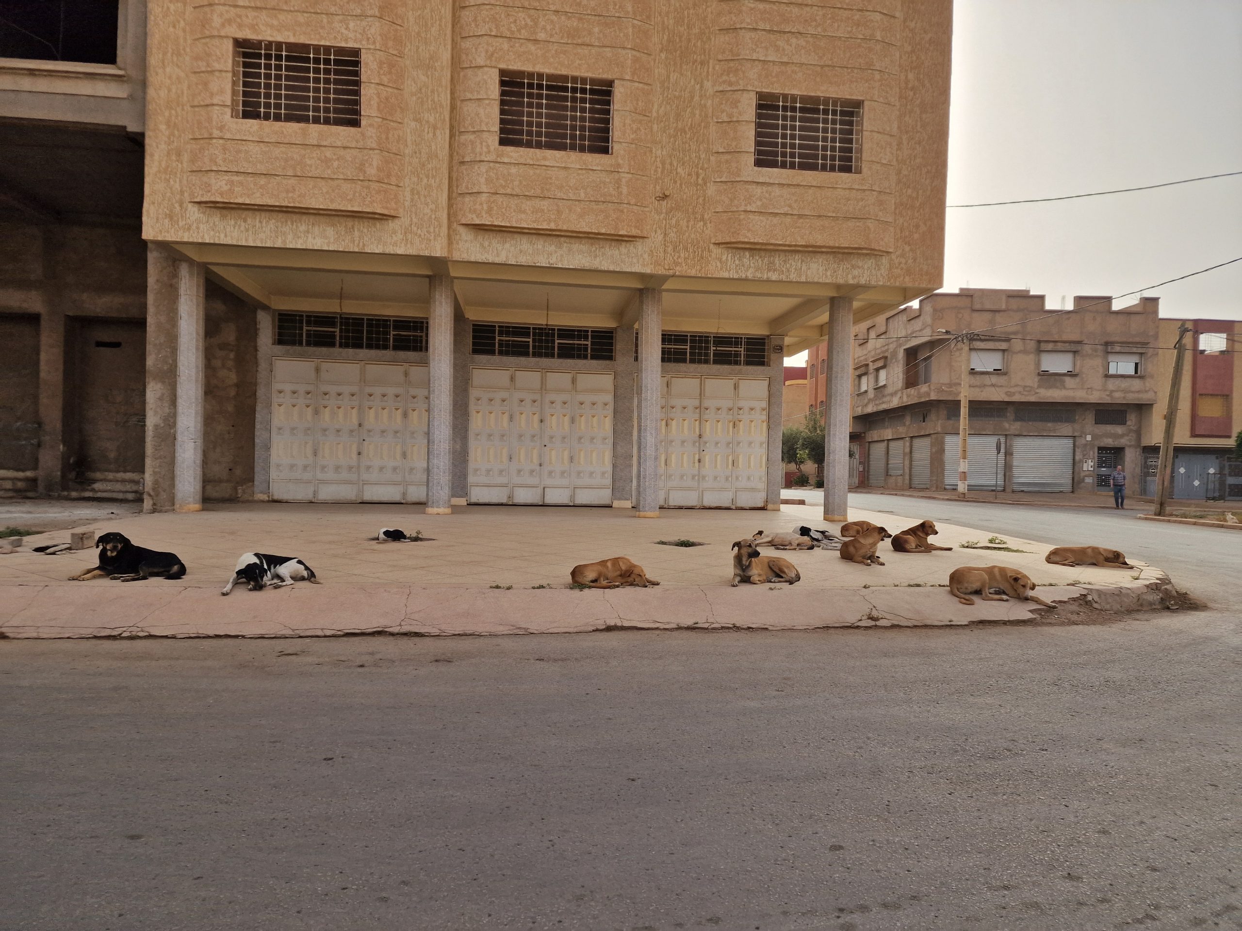 قطعان الكلاب الضالة تتضاعف وتحتل فضاءات مدينة وجدة  تزرع الرعب وسطها وتهاجم أطفالها وتقطع الطرق على ساكنتها