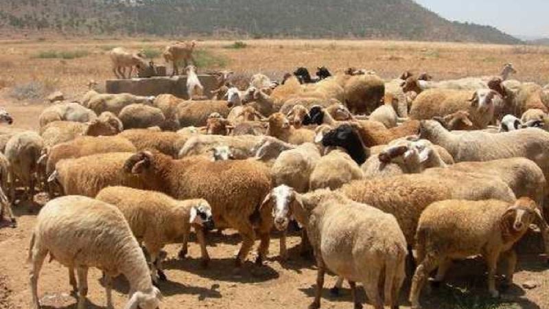 مربو المواشي بإقليم وجدة يستنجدون بجلالة الملك