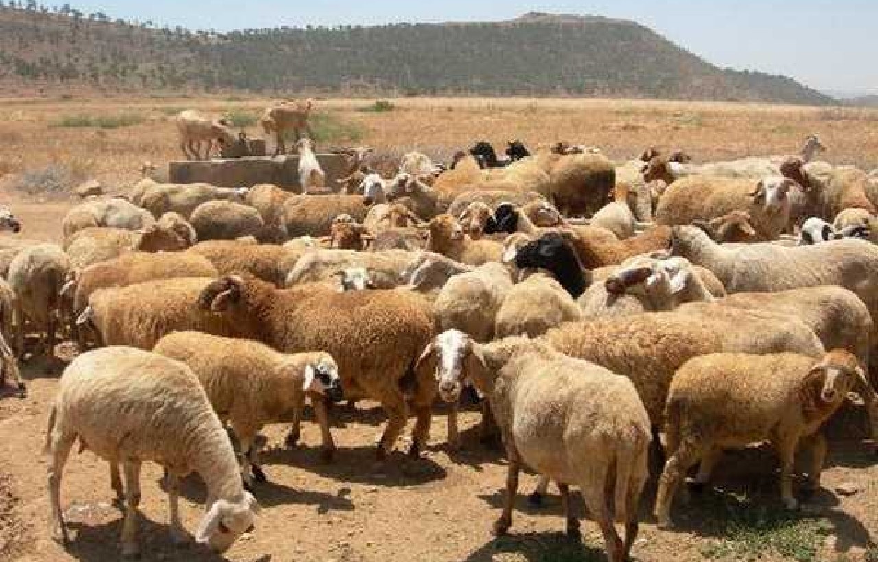 مربو المواشي بإقليم وجدة يستنجدون بجلالة الملك