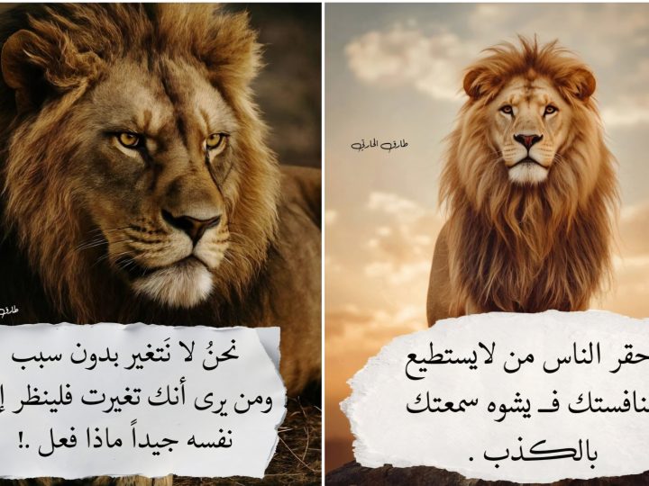 مجرد رأي: …وواصل المغرب طريقه إلى مستقبله، وعادت الجرذان إلى جحورها في مجاري المياة العادمة