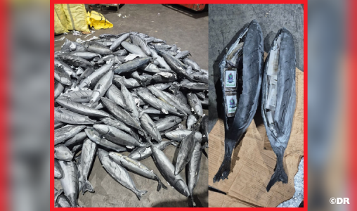 ميناء طنجة المتوسط.. إحباط محاولة للتهريب الدولي للمخدرات وحجز ثلاثة أطنان و932 كيلوغراما من مخدر الشيرا