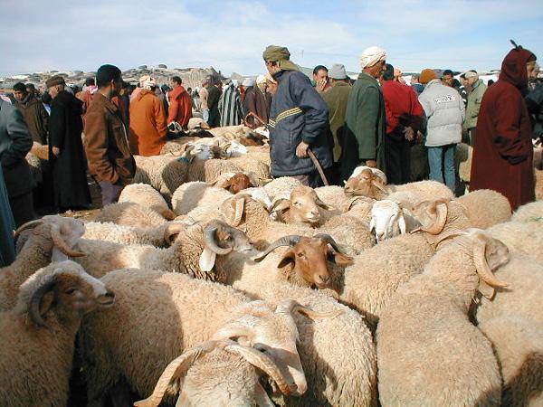 رغم ارتفاع أسعار اللحوم الحمراء.. الحكومة تؤكد بأن عبد الاضحى في ظروف عادية هذه السنة