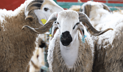 إعادة تكوين القطيع الوطني.. إطلاق عملية المراقبة وصرف الشطر الثاني من الدعم المباشر