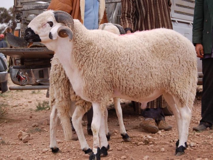 غلاء كبش العيد يجبر “فراقشية السياسة” بوجدة على الاختفاء