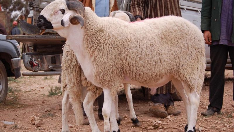 غلاء كبش العيد يجبر “فراقشية السياسة” بوجدة على الاختفاء