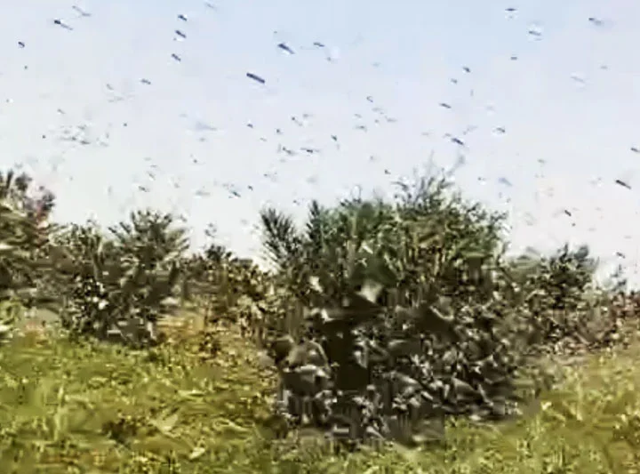 ظهور الجراد في سماء إقليم وجدة