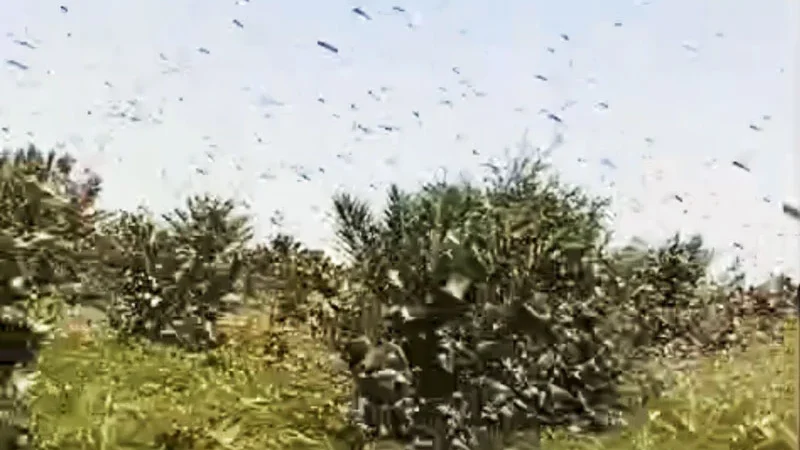 ظهور الجراد في سماء إقليم وجدة