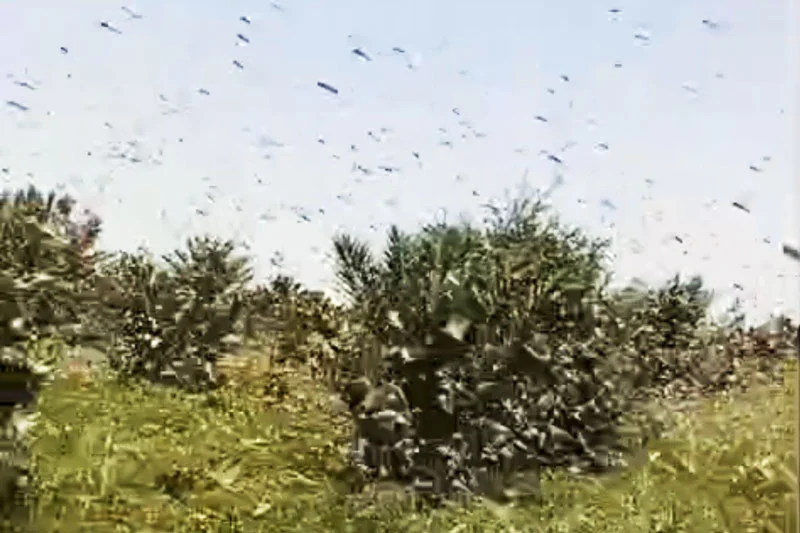 ظهور الجراد في سماء إقليم وجدة
