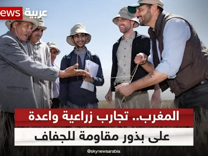 إنجاز باهر حققه المغرب يتمثل في خلق بذور مقاومة للحرارة الشديدة والجفاف..والذي يعزز من قوته الناعمة ومكانته كفاعل أساسي في التعاون “جنوب-جنوب” والأمن الغذائي القاري
